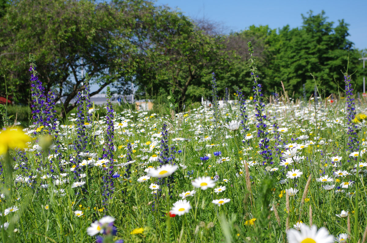 Wildbienenmischung 3 (MD) Mitteldeutsches Flach- und Hügelland, Leipzi –  Wildbienenshop