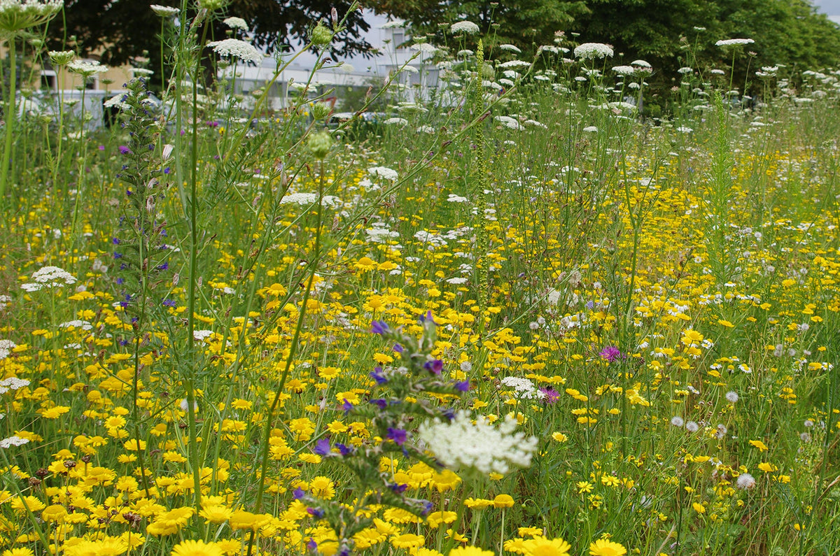 Wildbienenmischung 4 (WB) Westdeutsches Berg- und Hügelland, Aachen, K –  Wildbienenshop