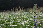 Wildpflanzenmischung für Wildbienen (Nordrhein-Westfalen und Nordwestdeutschland)