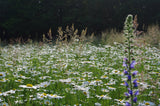 Wildpflanzenmischung für Wildbienen (Nordrhein-Westfalen und Nordwestdeutschland)