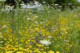 Wildpflanzenmischung für Wildbienen (Nordrhein-Westfalen und Nordwestdeutschland)