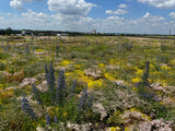 Wildbienenmischung für Dachflächen