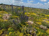 Wildbienenmischung für Dachflächen