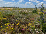 Wildbienenmischung für Dachflächen