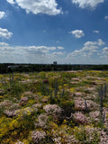 Wildbienenmischung für Dachflächen