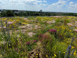 Wildbienenmischung für Dachflächen