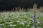 Wildpflanzenmischung für Wildbienen (Niedersachsen, Sachsen-Anhalt, Thüringen)