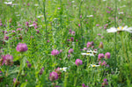 Wildpflanzenmischung für Hummeln