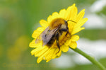 Wildpflanzenmischung für Hummeln